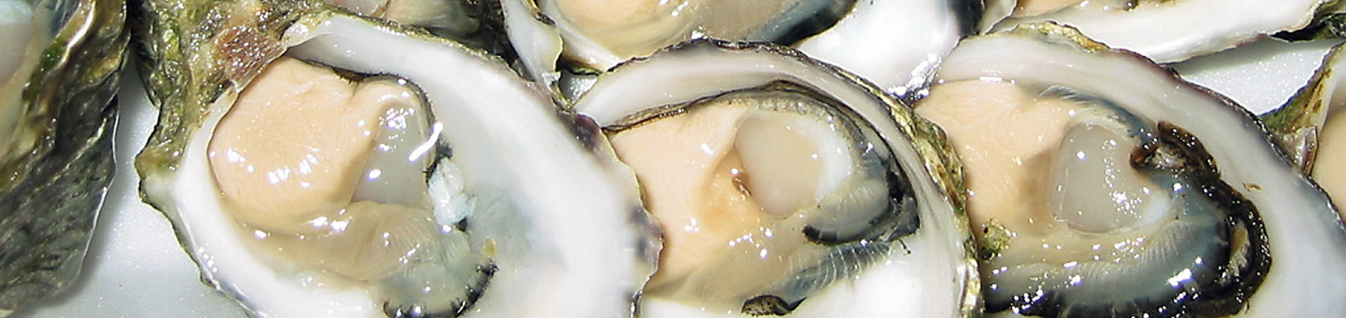 Seafood Bar & Grill